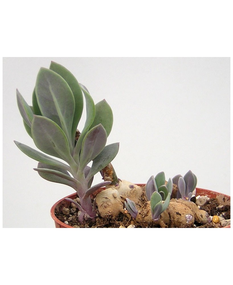 Kuentz-cactus  - Senecio sempervivus ssp. grantii - Pot  6 cm