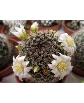Kuentz-cactus  - Mammillaria zeilmanniana var. albiflora - Pot  6 cm
