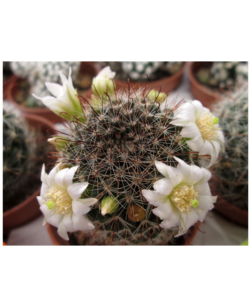Kuentz-cactus  - Mammillaria zeilmanniana var. albiflora - Pot  6 cm