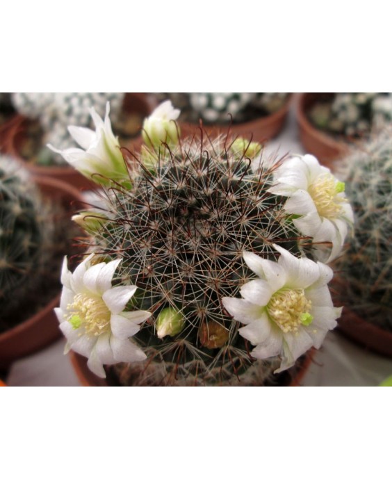 Kuentz-cactus  - Mammillaria zeilmanniana var. albiflora - Pot  6 cm