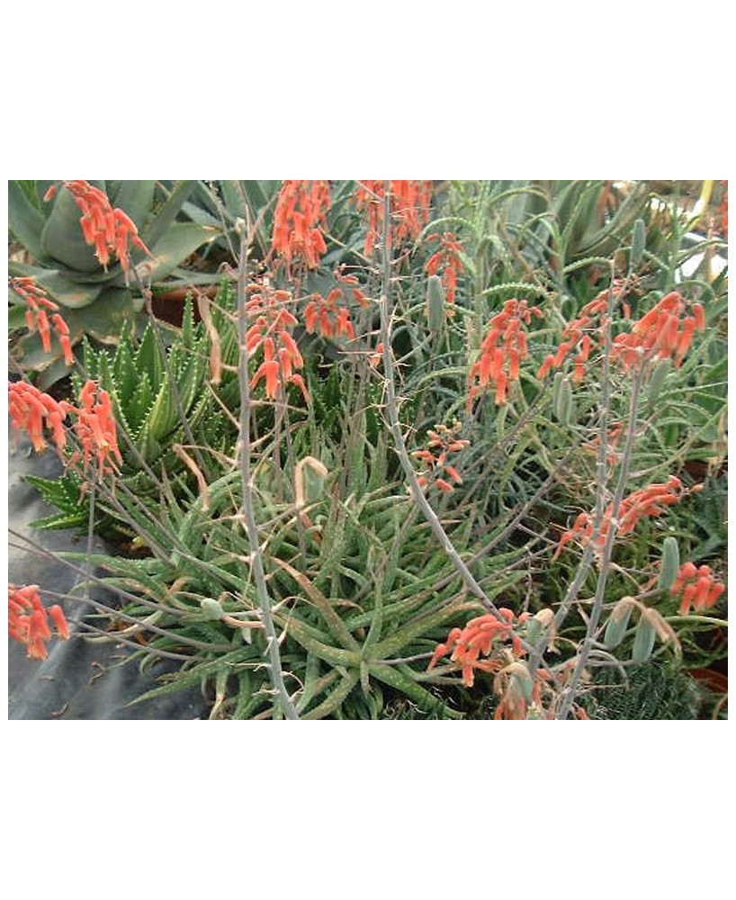 Kuentz-cactus  - Aloe jacksonii - Pot  8 cm