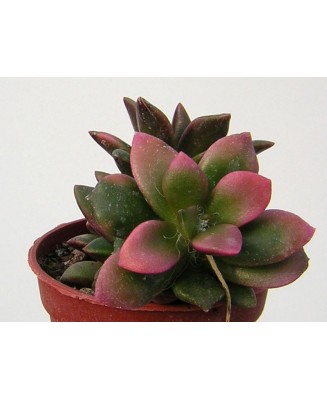 Kuentz-cactus  - Anacampseros rufescens 'Sunrise' - Pot  5 cm