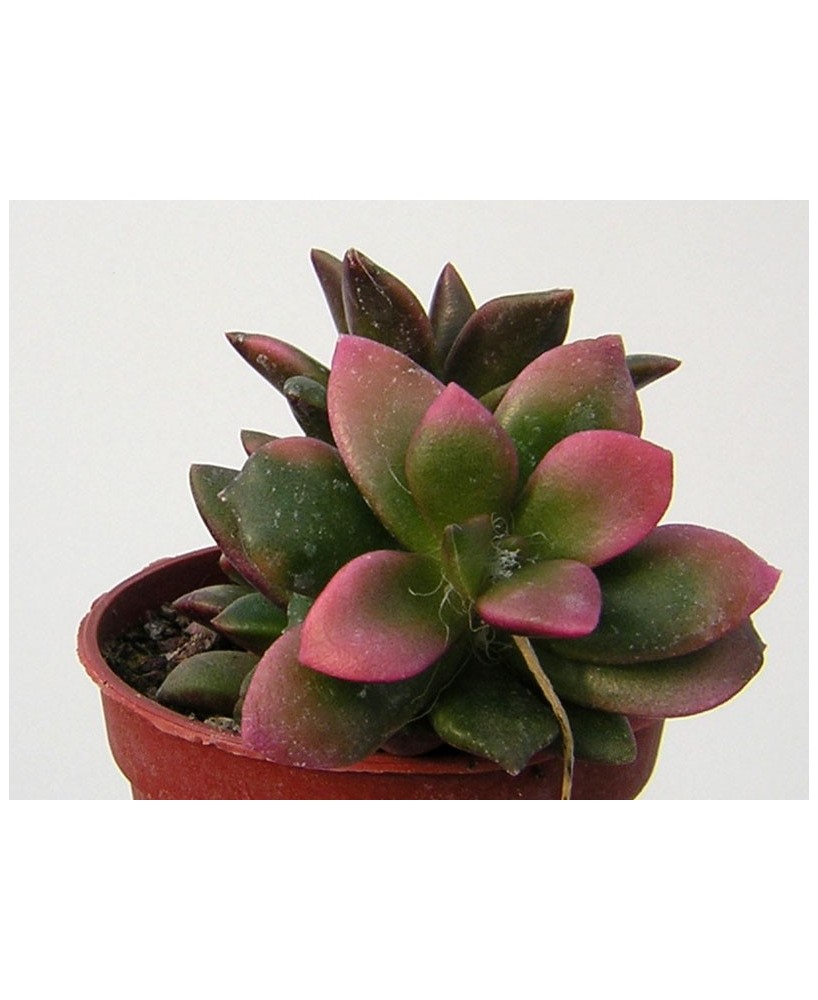 Kuentz-cactus  - Anacampseros rufescens 'Sunrise' - Pot  5 cm