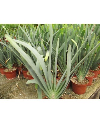 Kuentz-cactus  - Aloe plicatilis - Pot  6 cm