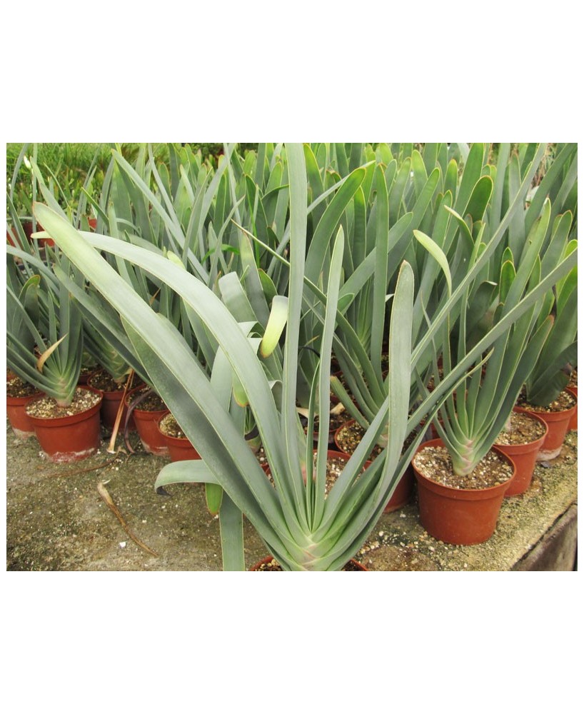 Kuentz-cactus  - Aloe plicatilis - Pot  6 cm