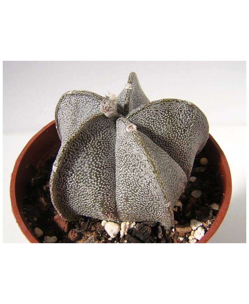 Kuentz-cactus  - Astrophytum coahuilense - Pot  5 cm