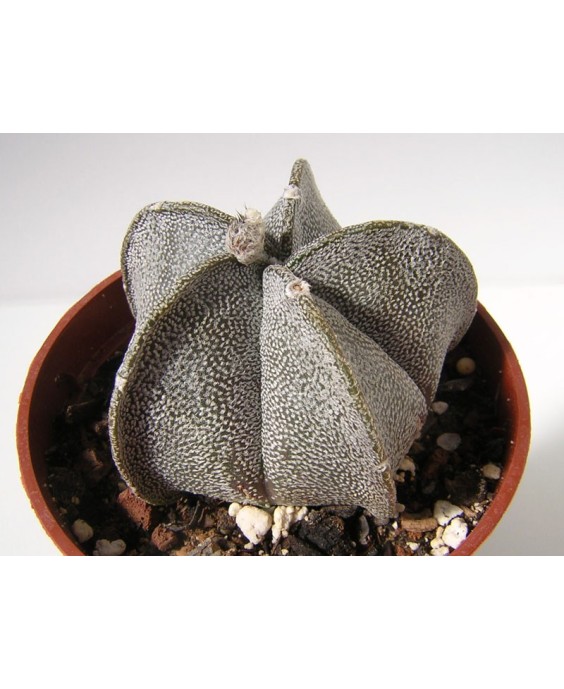 Kuentz-cactus  - Astrophytum coahuilense - Pot  5 cm
