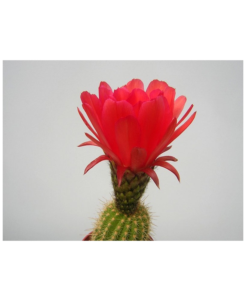 Kuentz-cactus  - Echinopsis rowleyi (Helianthocereus grandiflorus) - Pot  6 cm