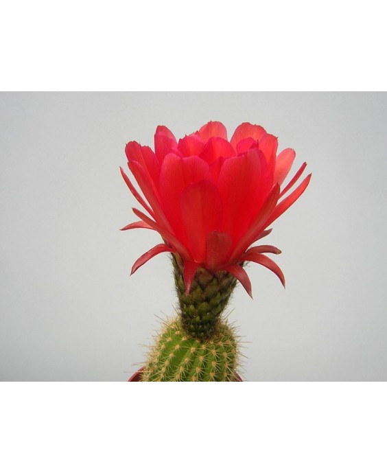 Kuentz-cactus  - Echinopsis rowleyi (Helianthocereus grandiflorus) - Pot  6 cm