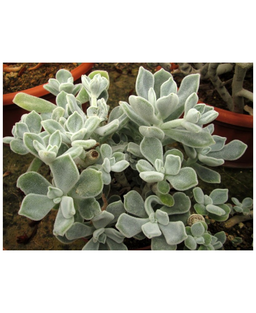 Kuentz-cactus  - Echeveria pulvinata 'Frosty' - Pot 10 cm