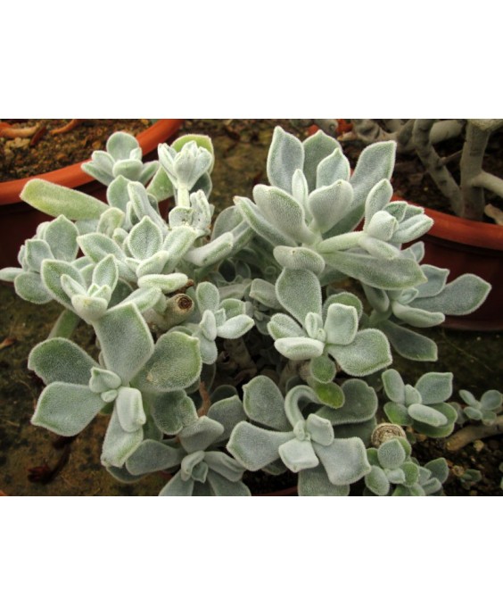 Kuentz-cactus  - Echeveria pulvinata 'Frosty' - Pot 10 cm
