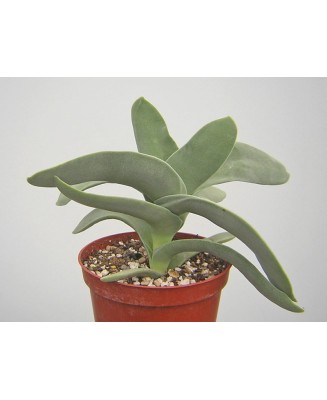 Kuentz-cactus  - Crassula perfoliata 'Falcata' - Pot 10 cm