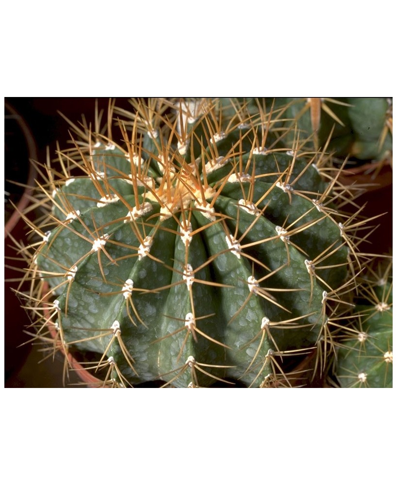 Kuentz-cactus  - Ferocactus schwarzii - Pot  8 cm