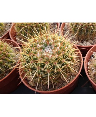 Kuentz-cactus  - Parodia mammulosa (Notocactus roseoluteus) - Pot  6 cm
