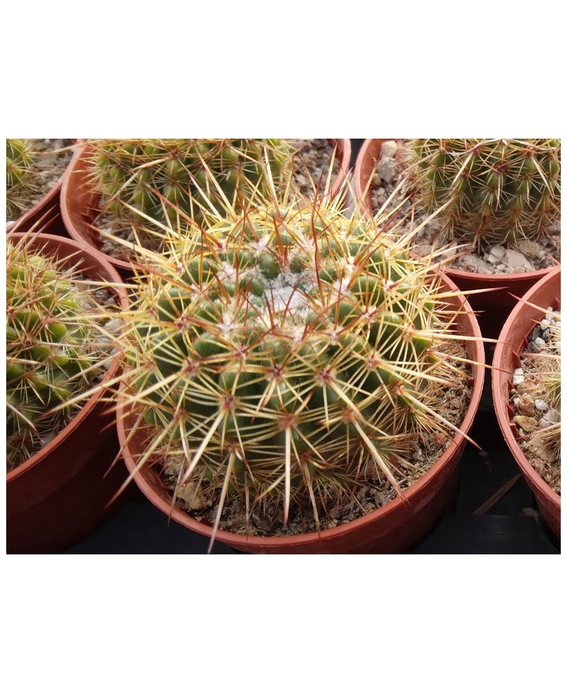 Kuentz-cactus  - Parodia mammulosa (Notocactus roseoluteus) - Pot  6 cm