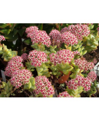 Kuentz-cactus  - Crassula rupestris  'Conjuncta' - Pot 10 cm