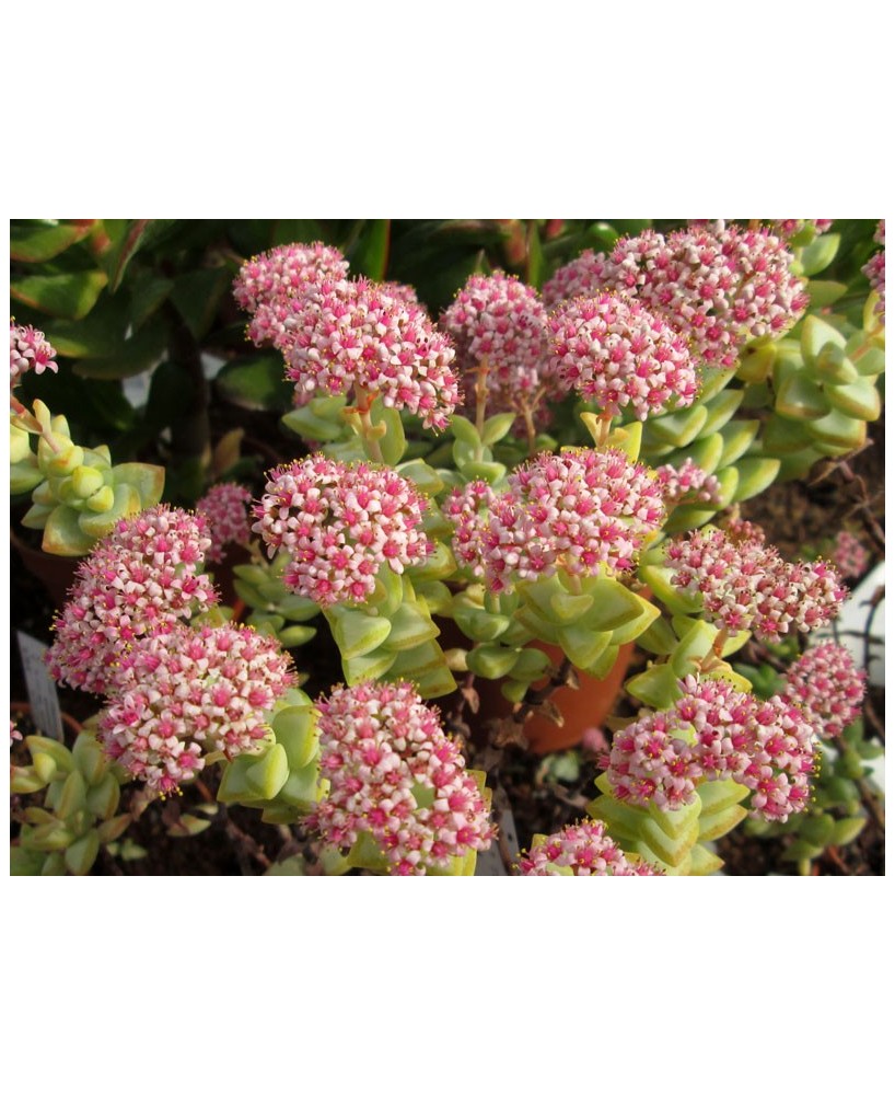 Kuentz-cactus  - Crassula rupestris  'Conjuncta' - Pot 10 cm