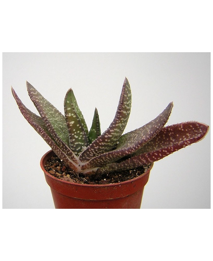 Kuentz-cactus  - Gasteria carinata - Pot  8 cm