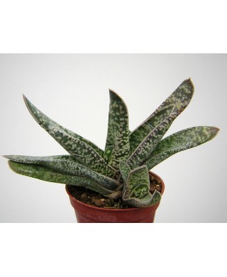 Kuentz-cactus  - Gasteria carinata  'Excavata' - Pot  8 cm