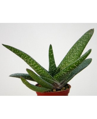 Kuentz-cactus  - Gasteria carinata  'Latifolia' - Pot 10 cm