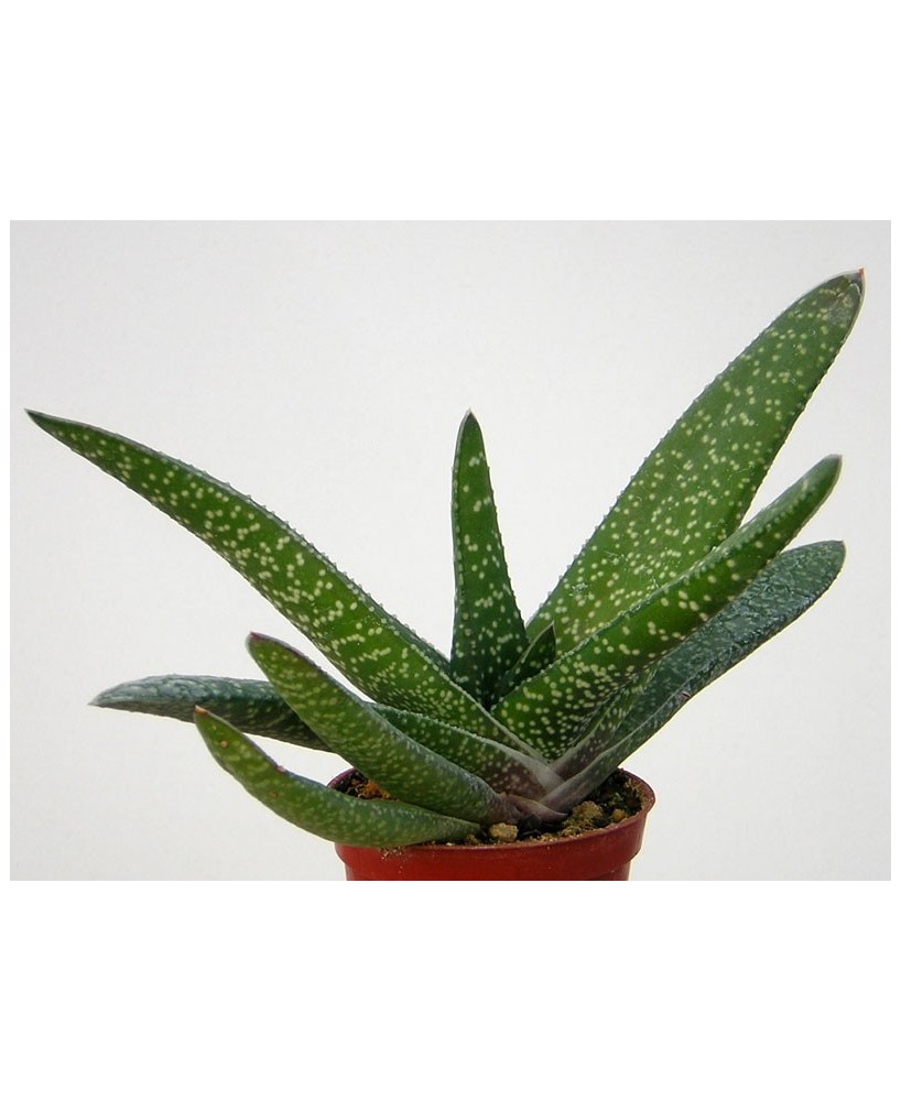 Kuentz-cactus  - Gasteria carinata  'Latifolia' - Pot 10 cm