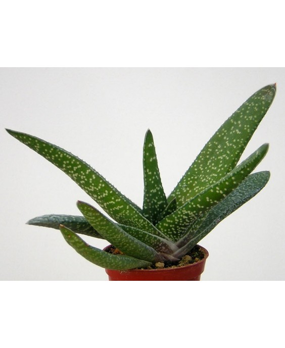 Kuentz-cactus  - Gasteria carinata  'Latifolia' - Pot 10 cm