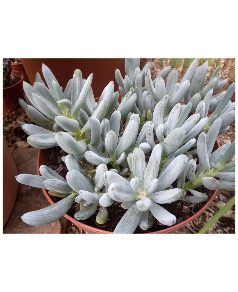 Kuentz-cactus  - Senecio serpens 2 - Pot  6 cm