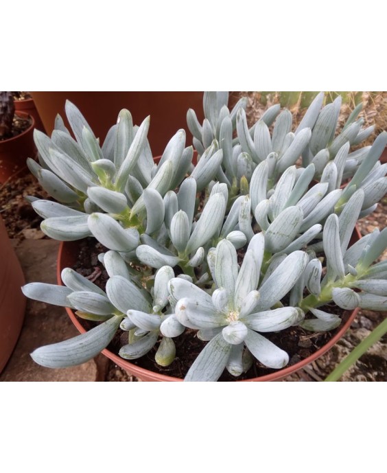 Kuentz-cactus  - Senecio serpens 2 - Pot  6 cm