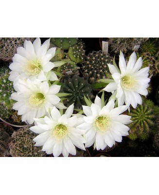 Kuentz-cactus  - Echinopsis subdenudata - Pot  8 cm