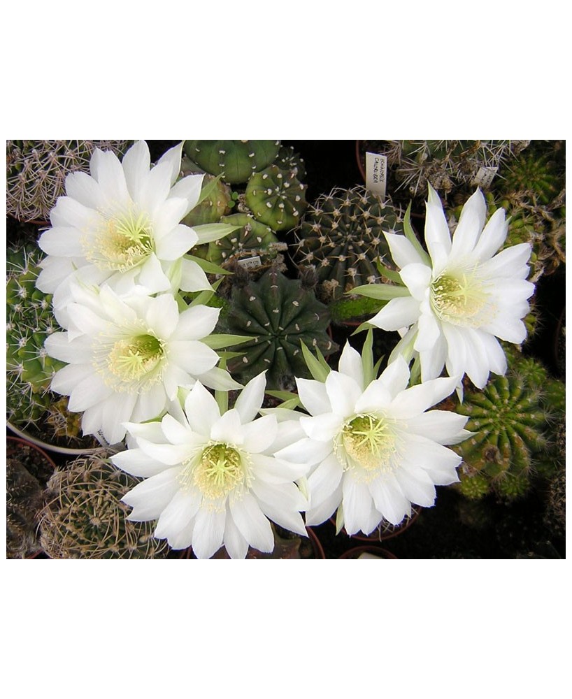 Kuentz-cactus  - Echinopsis subdenudata - Pot  8 cm