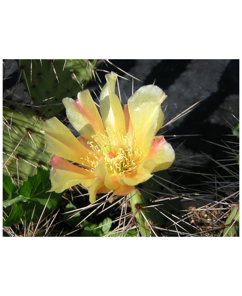 Kuentz-cactus  - Opuntia phaeacantha x semispinosa ? - Pot 10 cm