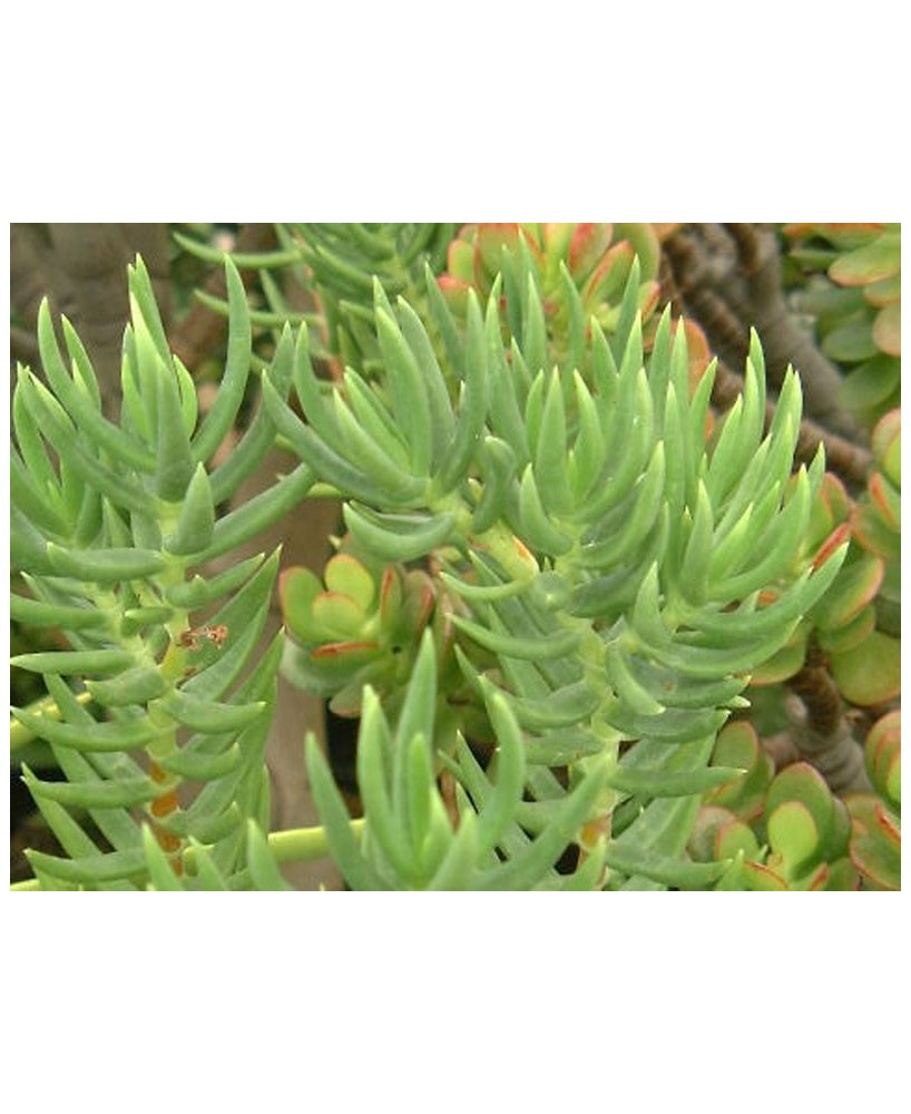 Kuentz-cactus  - Crassula tetragona - Pot  8 cm