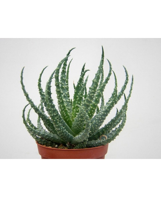 Kuentz-cactus  - Aloe humilis - Pot 10 cm