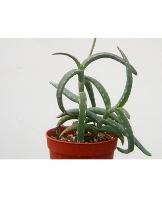 Kuentz-cactus  - Aloe millotii - Pot 10 cm
