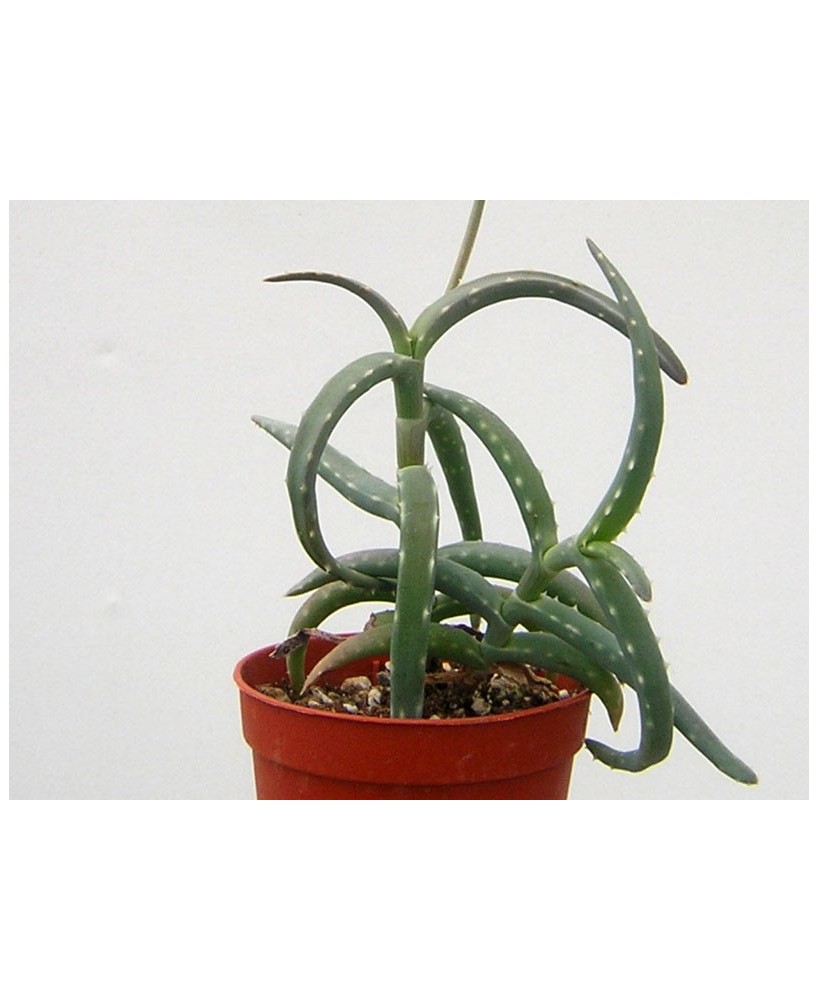 Kuentz-cactus  - Aloe millotii - Pot 10 cm
