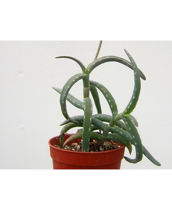 Kuentz-cactus  - Aloe millotii - Pot 10 cm