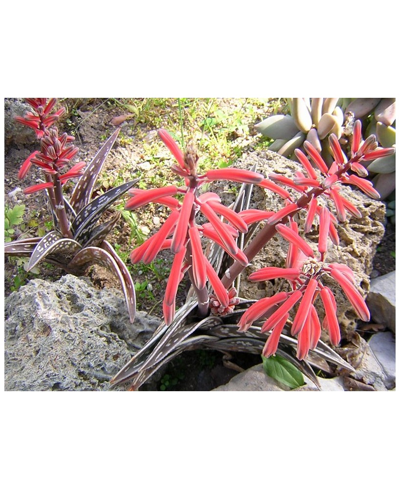 Kuentz-cactus  - Aloe variegata - Pot 10 cm