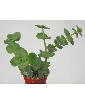 Kuentz-cactus  - Crassula pellucida ssp. marginalis - Pot  6 cm