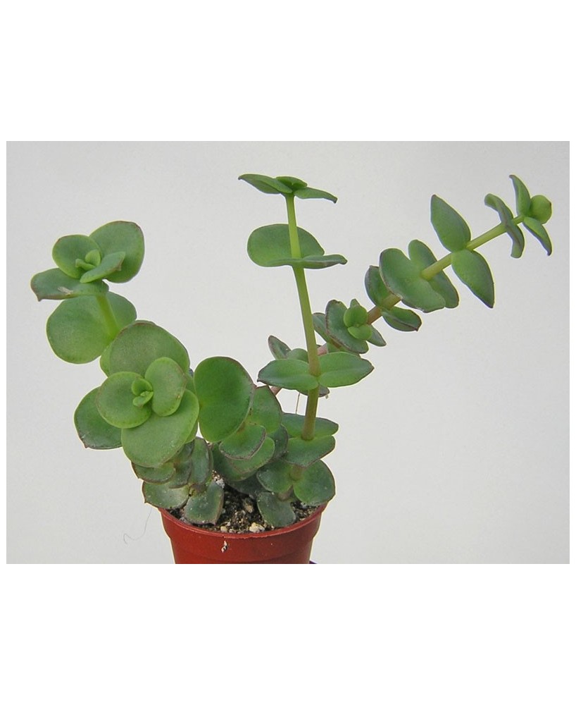 Kuentz-cactus  - Crassula pellucida ssp. marginalis - Pot  6 cm