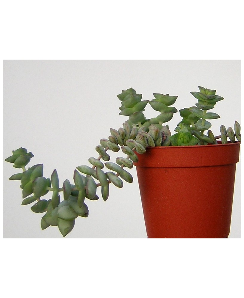 Kuentz-cactus  - Crassula perforata 'Nealeana' - Pot  6 cm