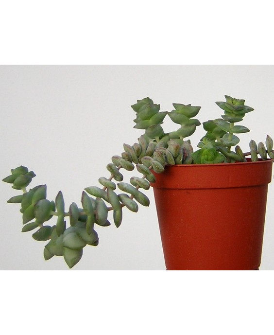 Kuentz-cactus  - Crassula perforata 'Nealeana' - Pot  6 cm