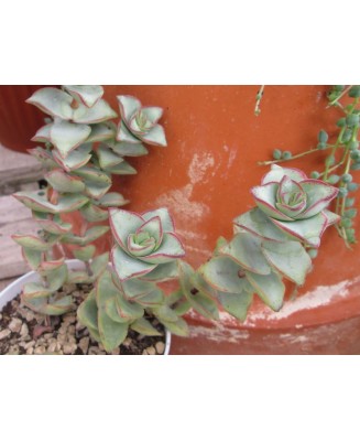 Kuentz-cactus  - Crassula perforata 'Giant Form' - Pot 10 cm