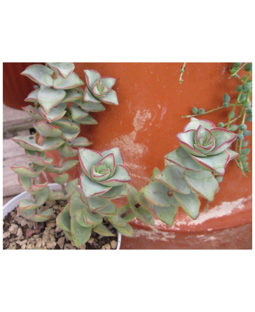 Kuentz-cactus  - Crassula perforata 'Giant Form' - Pot 10 cm