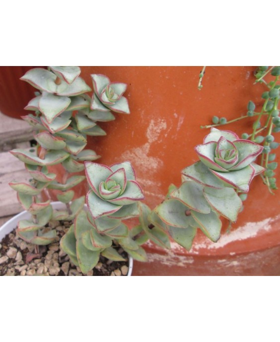 Kuentz-cactus  - Crassula perforata 'Giant Form' - Pot 10 cm
