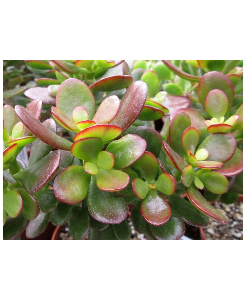 Kuentz-cactus  - Crassula ovata 'Minima' - Pot  5 cm