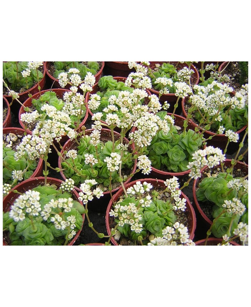 Kuentz-cactus  - Crassula socialis - Pot  5 cm