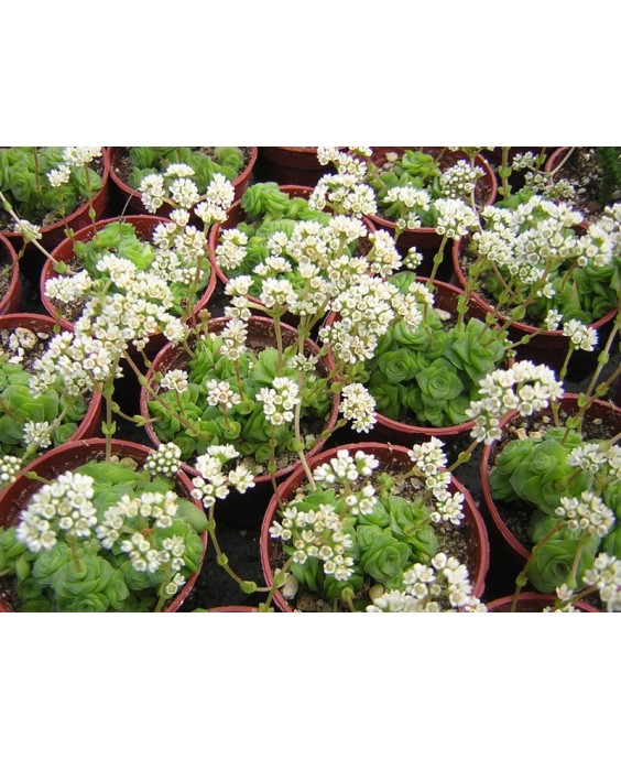 Kuentz-cactus  - Crassula socialis - Pot  5 cm