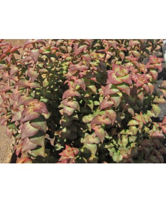 Kuentz-cactus  - Crassula perforata - Pot 10 cm