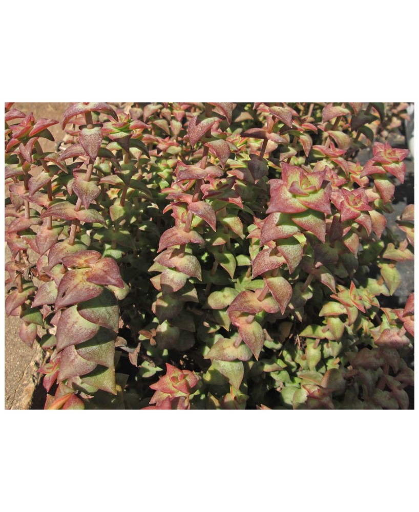 Kuentz-cactus  - Crassula perforata - Pot 10 cm