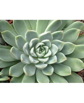 Kuentz-cactus  - Echeveria sp. FO-48 (ex sanchez-mejoradae) - Pot  6 cm